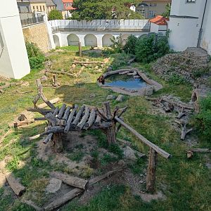 European Brown Bear Enclosure (2) - Schloss Hartenfels
