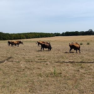 Heck Cattle (as part of restoration project co-operated by Tierpark Riesa)