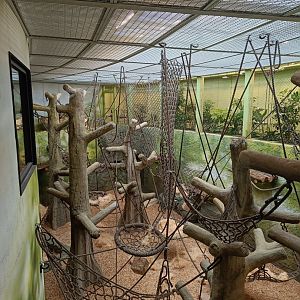 Sumatran Orangutan indoor stall - new Orangutan-Haus