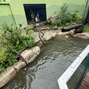 Outdoor enclosure for Smooth-coated Otters - new Orangutan-Haus