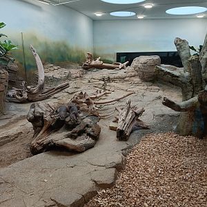 Indoor enclosure for Smooth-coated Otters - new Orangutan-Haus