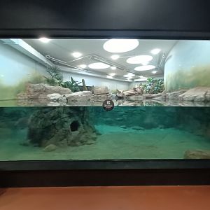 Underwater viewing of indoor Smooth-coated Otter pool - new Orangutan-Haus