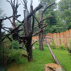 Binturong outdoor enclosure - new Orangutan-Haus