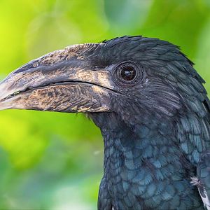 Piping Hornbill (Bycanistes Fistulator)