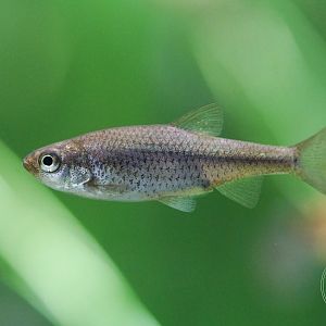 Hemigrammocypris rasborella