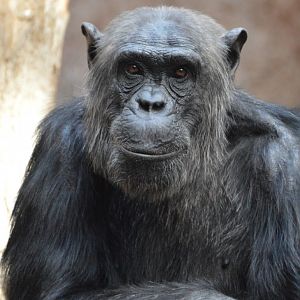 Chimpanzee Alex
