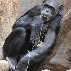 Chimpanzee Daza