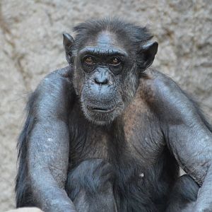 Chimpanzee Frederike