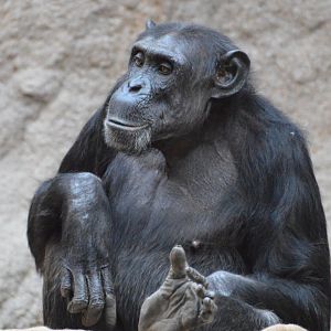 Chimpanzee Hope