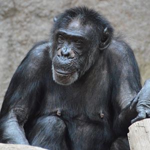 Chimpanzee Jeudi