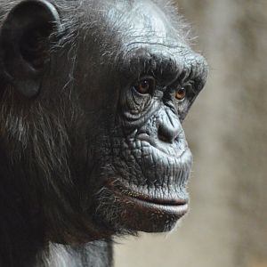 Chimpanzee Zira