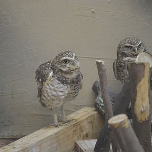 Trail of the Jaguar - Burrowing Owl (Athene cunicularia)