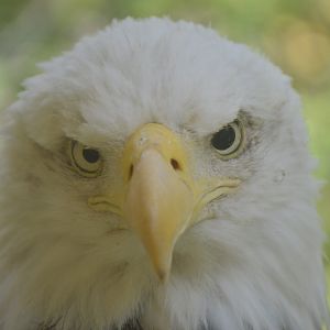 Trail of the Jaguar - Bald Eagle (Haliaeetus leucocephalus)