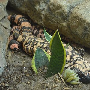 Trail of the Jaguar - Gila Monster (Heloderma suspectum)
