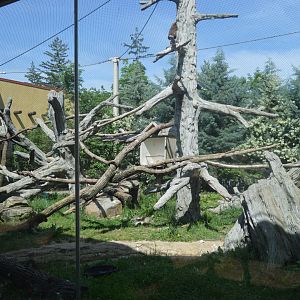 Trail of the Jaguar - Bald Eagle Exhibit