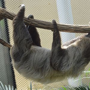 Harmony Hideaway - Linnaeus's Two-toed Sloth (Choloepus didactylus)