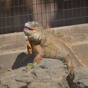 Habitat HQ - Green Iguana (Iguana iguana)
