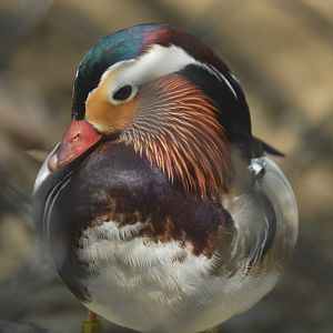 Habitat HQ - Mandarin Duck (Aix galericulata)