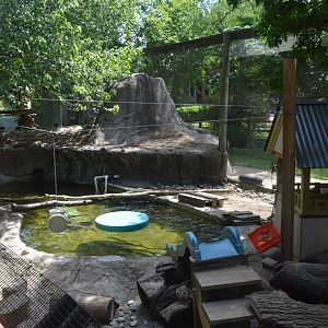 Wetlands - North American River Otter