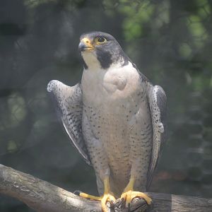 Peregrine Falcon (Falco peregrinus)
