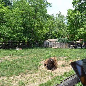 American Bison (Bison bison) Exhibit