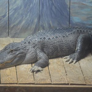 Wetlands - American Alligator (Alligator mississippiensis)