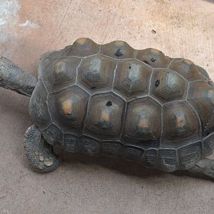 Harmony Hideaway - Red-footed Tortoise (Chelonoidis carbonarius)