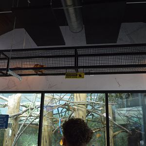 Habitat HQ - Golden Lion Tamarin (Leontopithecus rosalia) in an overhead chute.