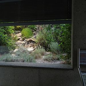 Terrarium for ladder snake