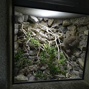 Terrarium for smooth snake