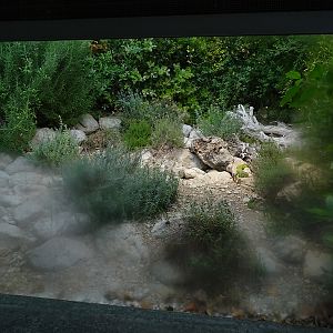 Terrarium for ocellated lizard