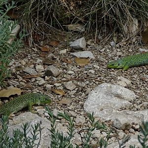 Ocellated lizard (Timon lepidus)