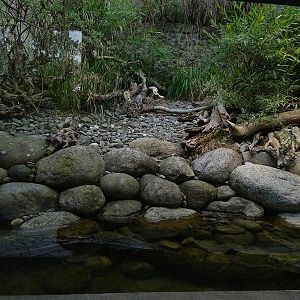 Terrarium for grass snake and dice snake