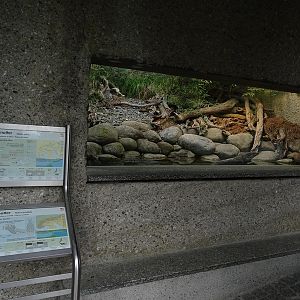 Terrarium for grass snake and dice snake