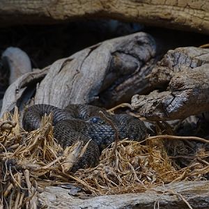 Dice snake (Natrix tessellata)