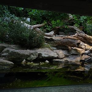 Terrarium for viperine water snake and aesculapian snake