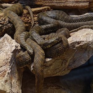 Viperine water snake (Natrix maura)