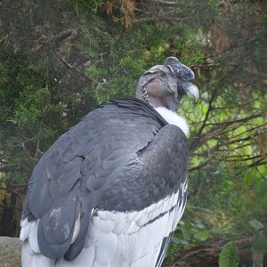 Andean Condor (Vultur gryphus)