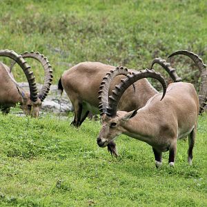 Sinai Ibex (Capra nubiana sinaica) parade