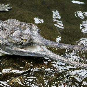 Gharial (Gavialis gangeticus)