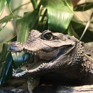 West African Dwarf Crocodile (Osteolaemus tetraspis)