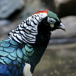 Lady Amherst's Pheasant (Chrysolophus amherstiae) male