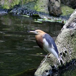 Javan Pond Heron (Ardeola speciosa)