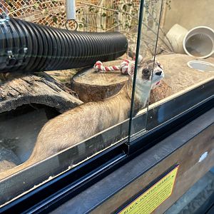 Black Footed Ferret