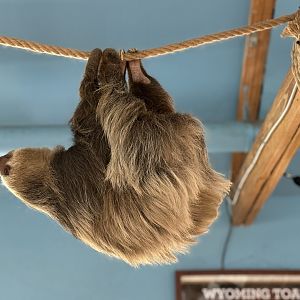 Sloth