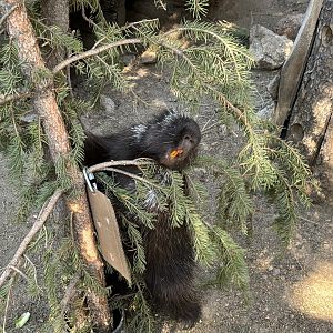 North American Porcupine