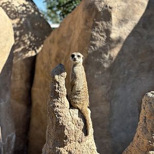 Meerkat