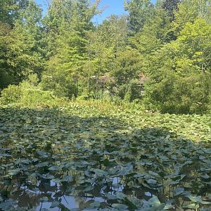 Birmingham Zoo- Wilds of Alabama- Swamp