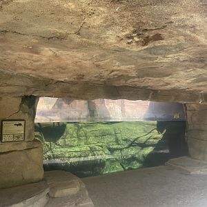 Birmingham Zoo- Wilds of Alabama- River otter exhibit #1
