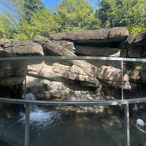Birmingham Zoo- Wilds of Alabama- River otter exhibit #2